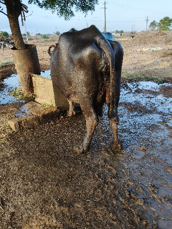 ભેંસ વેચવાની છે