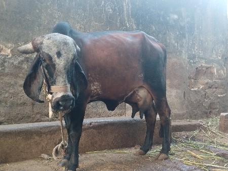 હરશૂખ કે 9725417404