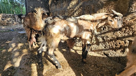 (2) બકરા વેચવાના છે