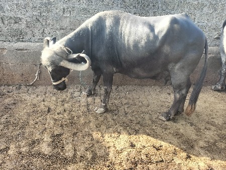 ભેંસ વેચવાની છે