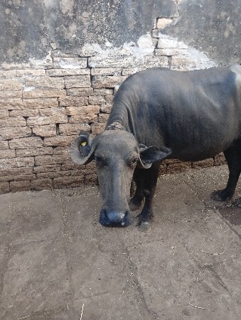 બે ખડેલા વેચવાના છે