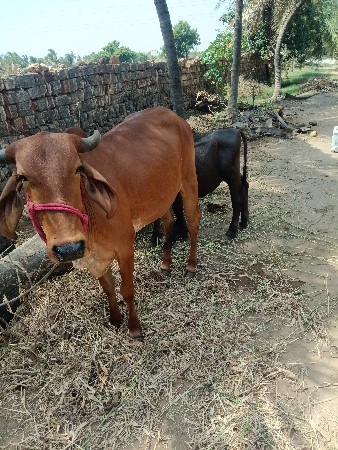 વેચવાની છે