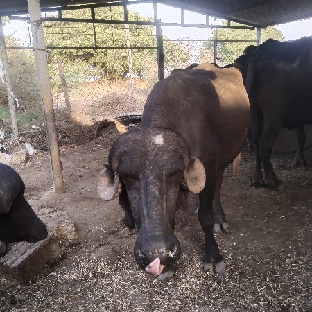 પેલું વેતર ખડાય  ગાભણ