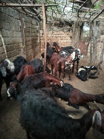 બકરી વેચવાના છે. (16 બકરી છે)