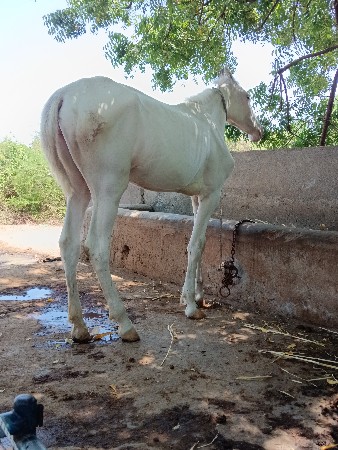 aakhi white nukri vaseri