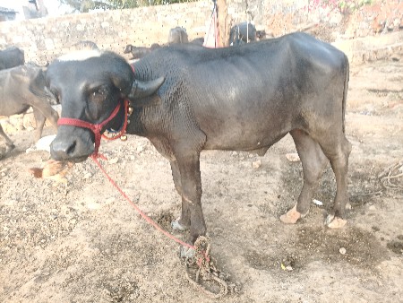 પાડો