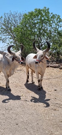 બળદ સારા છે