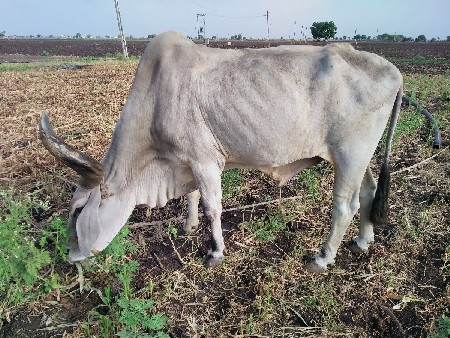 બળદ વેચવાનો છે