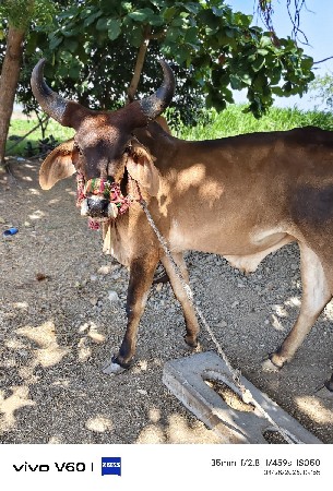 ઠાલા ફોરા હાલતા સે