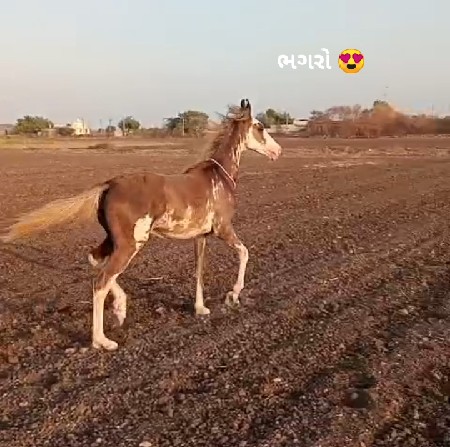 વસેરો વેચવાનો સે