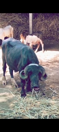 દેશી પાડો