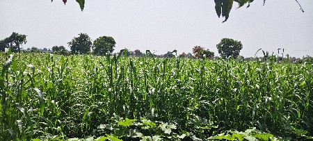 બાજરા ના ક્યારા વેચવા ના છે