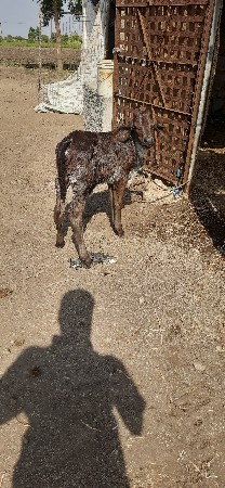 ગીર ક્રોસ ગાય