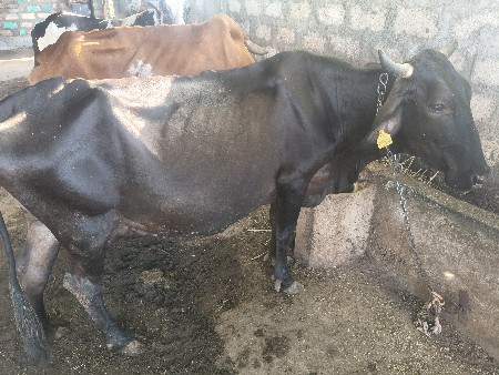 જર્સી ક્રોસ ગાય