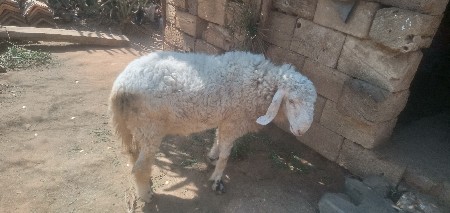 gheto