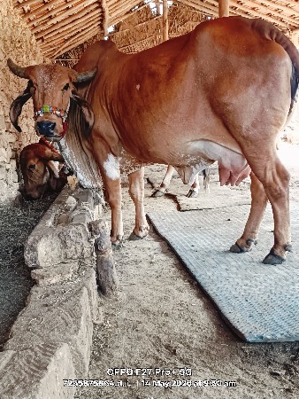 ગાય વેચવાની છે