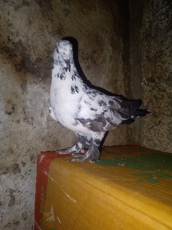 આ માદી વેચવાની સે મોજારી માદી સે