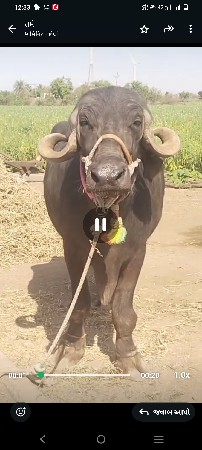 ભૈસ