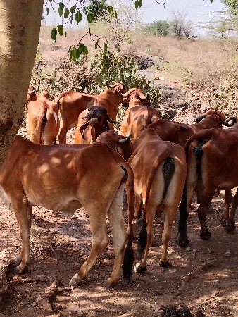ગીર ગાયો વેચવાની છે