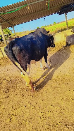 ગાય વેચવાની છે H F