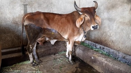 કાંકરેજ ગાય