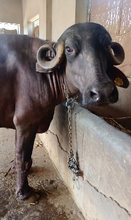 પ્યોર જાફરાબાદી ખડેલી