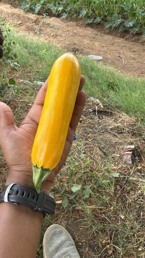 Zucchini ઝુકીની