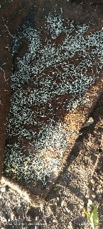 reed onion seeds🌰