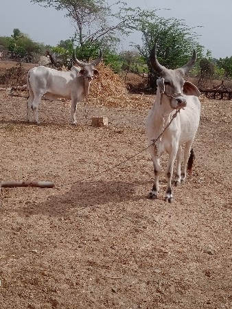 પેલી ધરના સે સે