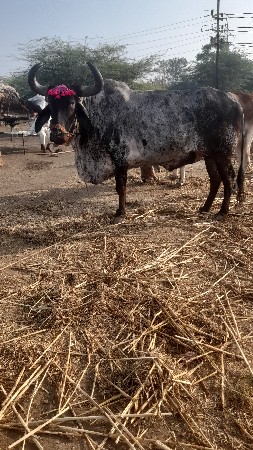 તરીજી ધર નો સે  બેય બાજુ સાલે