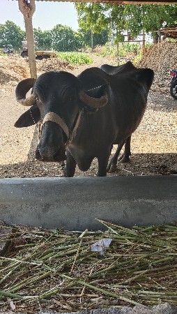 ભેંસ વેચવાની છે
