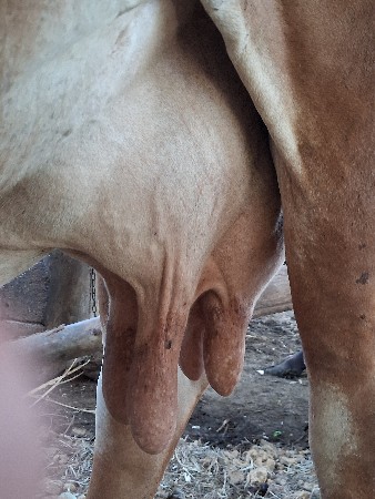 ગાય  વેચવાની છે.