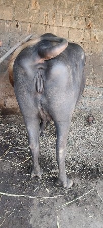 વેચવાનું ખલેડું