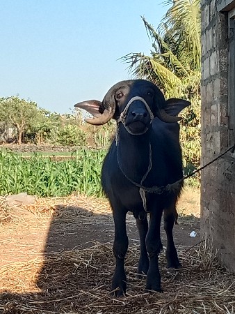 પાડો વેચવા નો છે