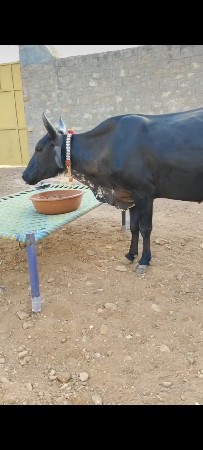 ગાય