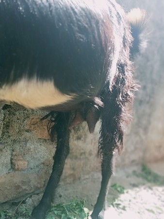 આ વસરાય બકરી વેચવાની છે