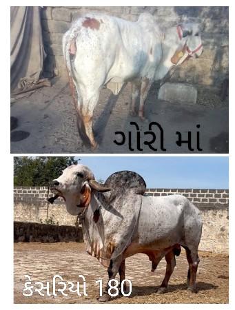કાબરો વાસડો વેચવાનો છે