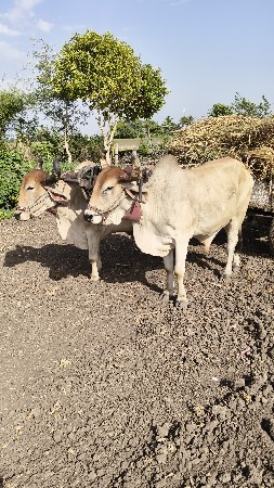 બે વાવણી વાવેલા છે