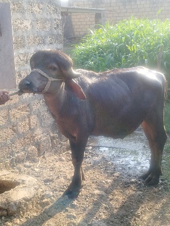 પાડો