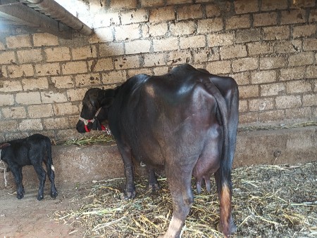 આ ભેસ વેચવાની છે