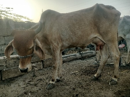 દેશી ગાય પહેલા વેતરમાં વેચવાની છે