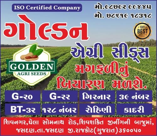 મગફળી ના તમામ પ્રકારના બિયારણ હાજર મા મળસે