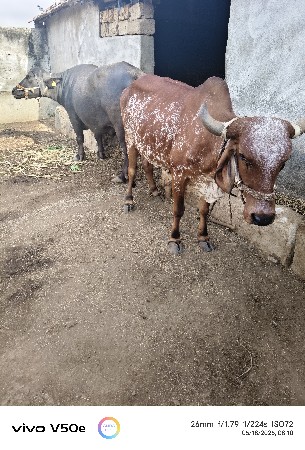 ગાય તથા ભેંશ