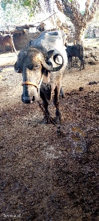 આભેશવેશવાનીસે