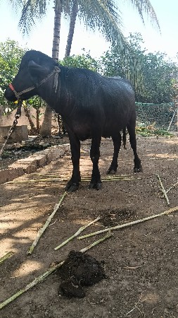 પાડો વેચવાનો છે