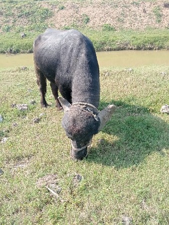 પાડો વેચવાનો છે