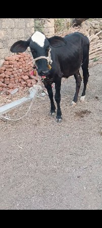 ક્રોચ વાચડી વેસવાની છે