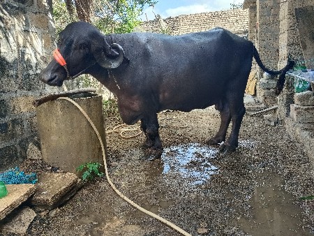 bhesh vechavani chhe