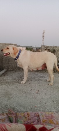 વેચવાની છે