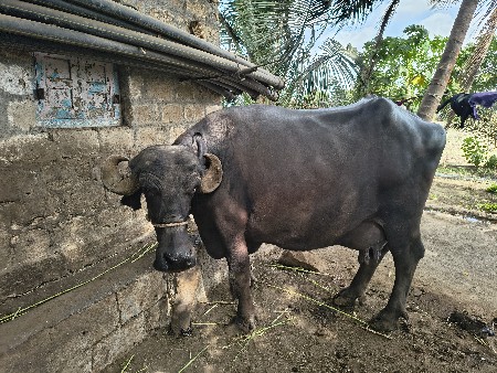 જાફરાબાદી ભેંસ વેચવાની છે.